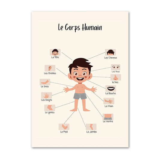 Affiches Le corps humain – Apprendre en douceur